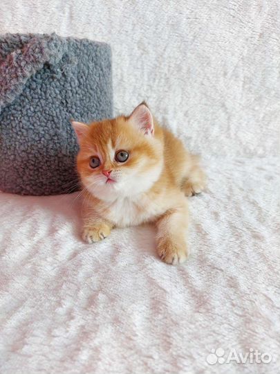 Британская девочка,шоколадное золото