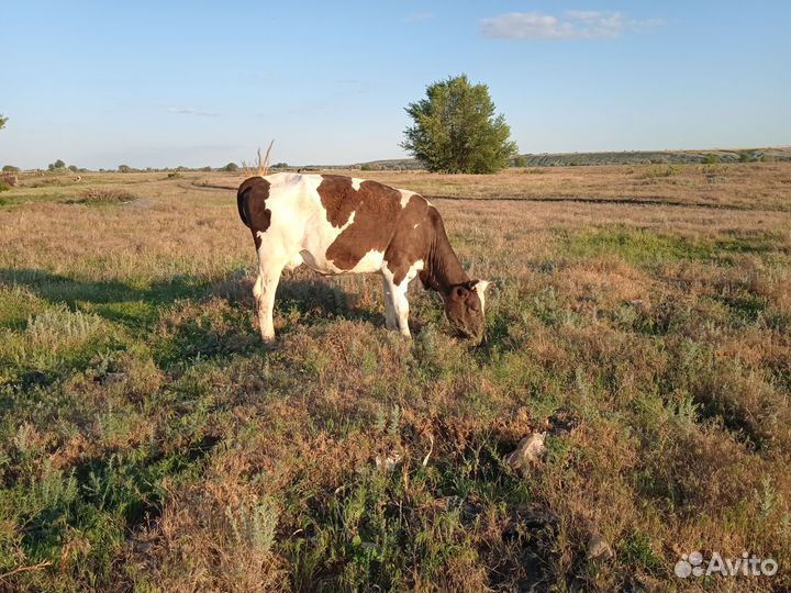Продам Корову