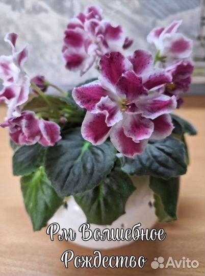 Фиалки сортовые