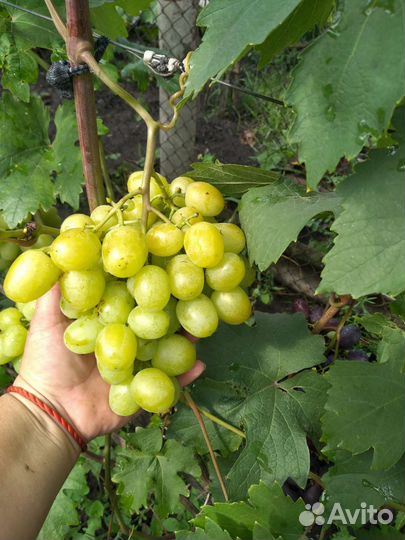 Виноград ягоды,черенки и Саженцы