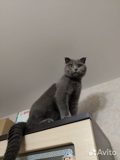 Вязка с британским котом