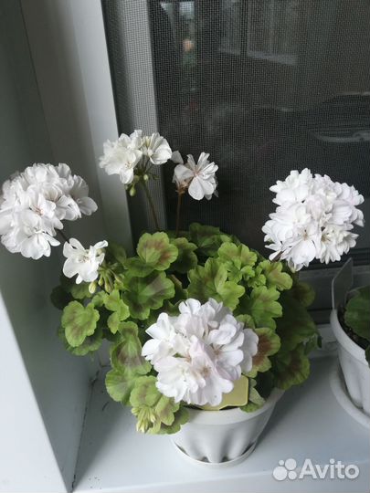 Пеларгония герань