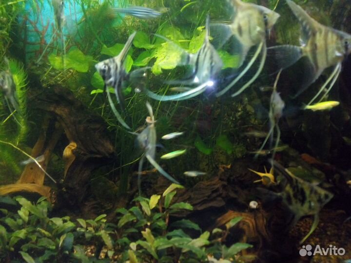 Мальки скалярий