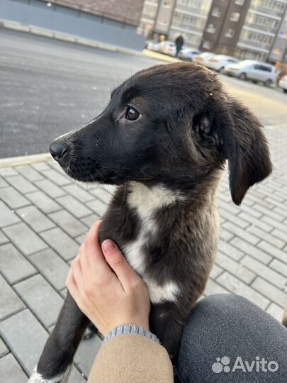 Девочка щенок