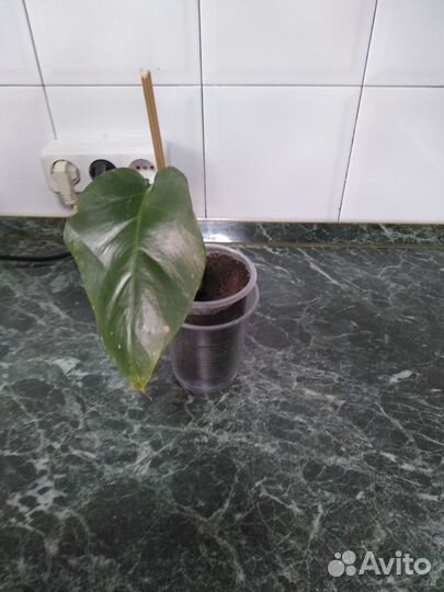 Цветок монстера