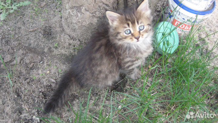 Котята мышеловы