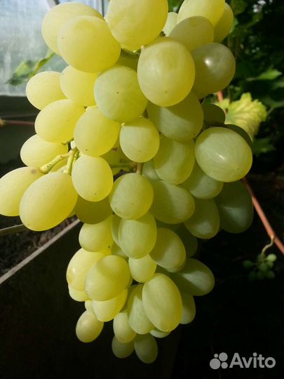 Выращивание винограда в Тюмени