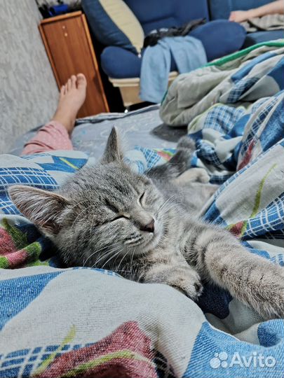 Британская кошечка