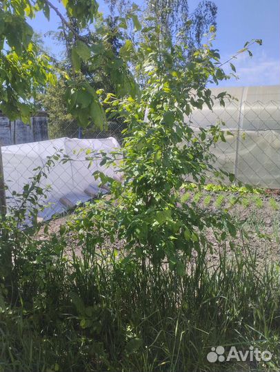 Саженцы сливы красной и синей