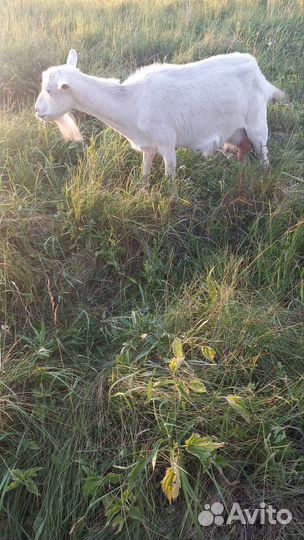 Продаются 2 козы