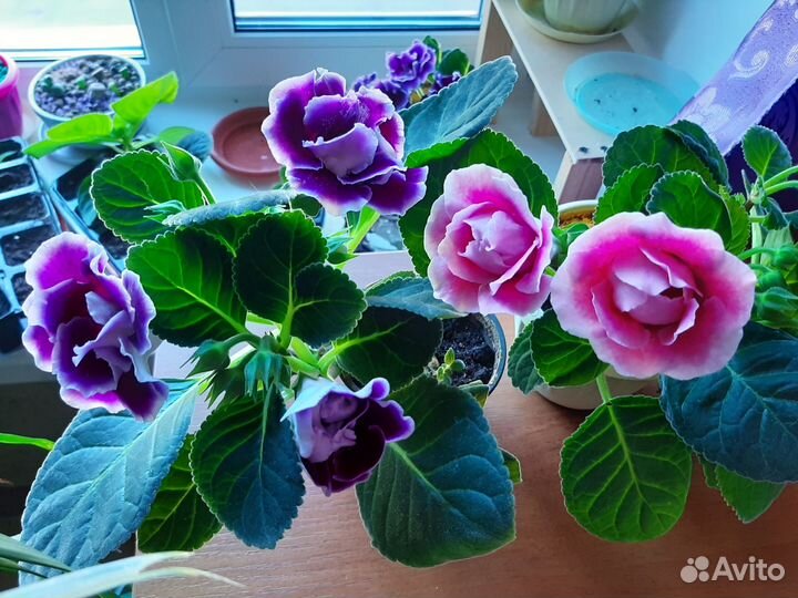 Глоксинии разноцветные