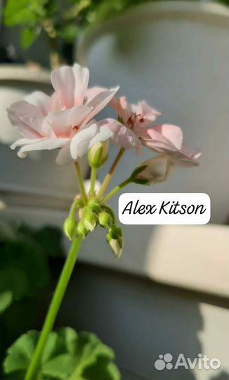 Герань пеларгония 