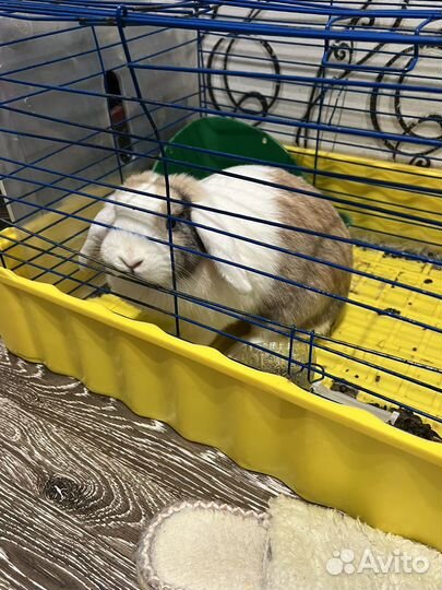 Кролик декаративный