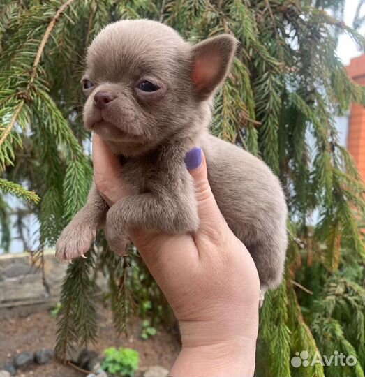 Мини чихуахуа