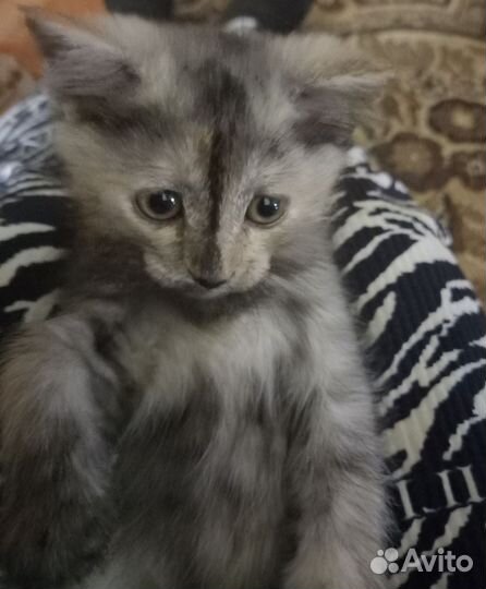 Кошки в добрые руки бесплатно