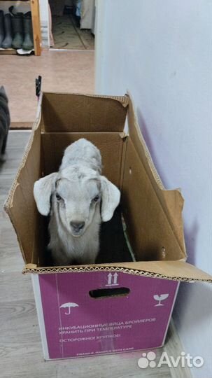 Хорошие козочки, от хорошего потомства