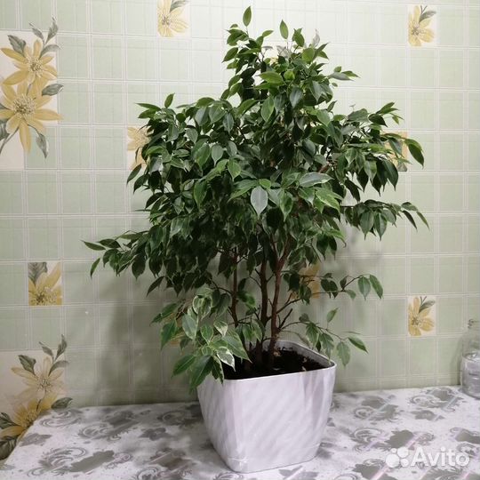 Фикус Бенджамина мелколистный(пестрый)