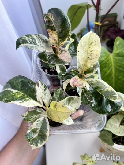 Фикус шривериана муншайн