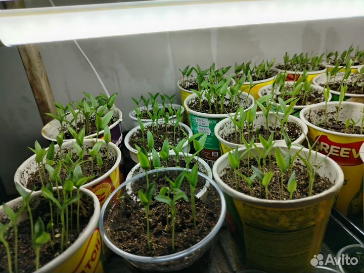 Рассада перца