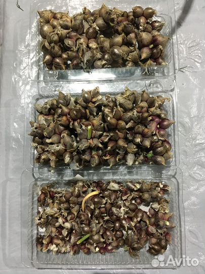 Лук многоярусный(многолетний)