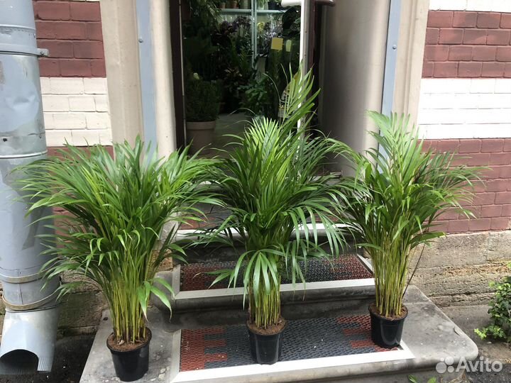 Пальма Арека