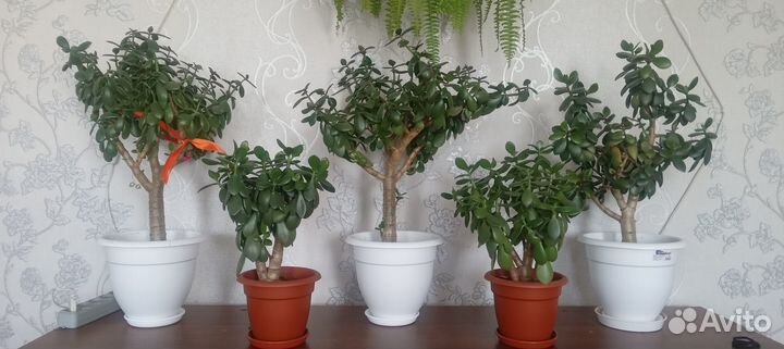 Крассула - толстянка - денежное дерево