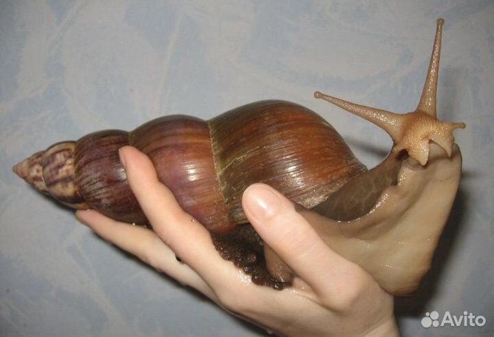 Улитки ахатины