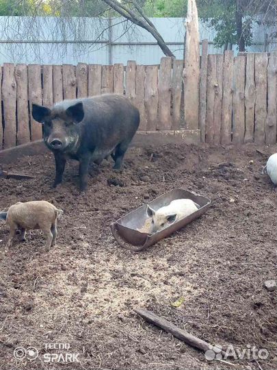 Поросята дикого кабана