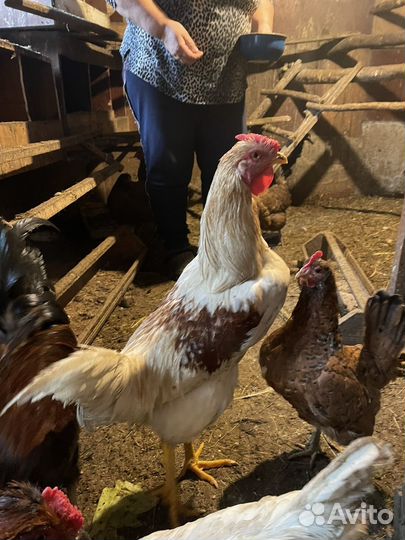 Продажа петухов