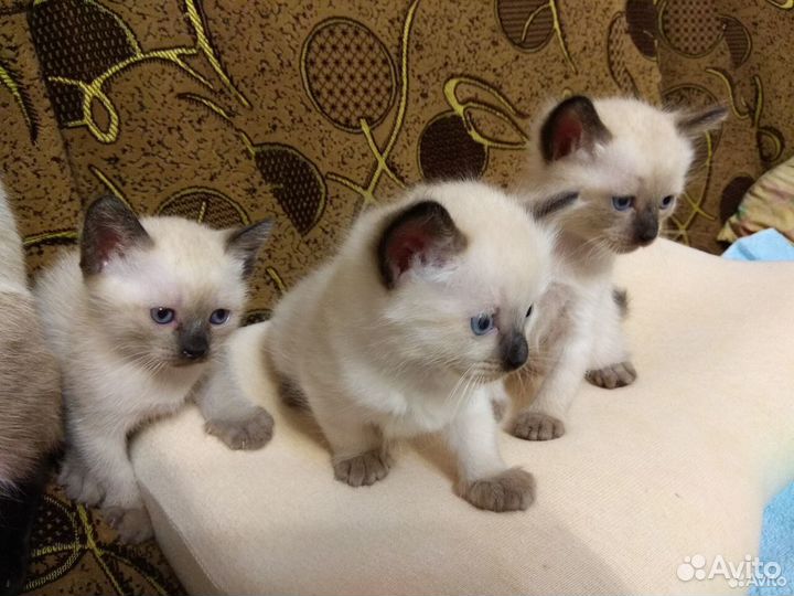 Тайские котята
