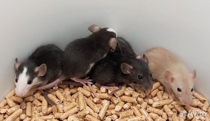 Крысята дамбо, девочки,разные окрасы