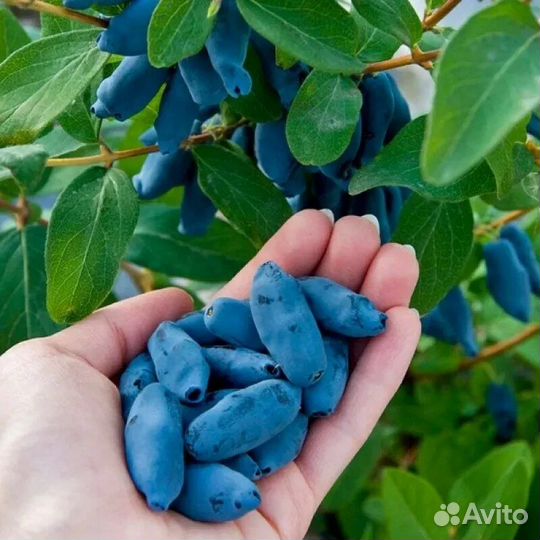 Саженцы плодовых деревьев