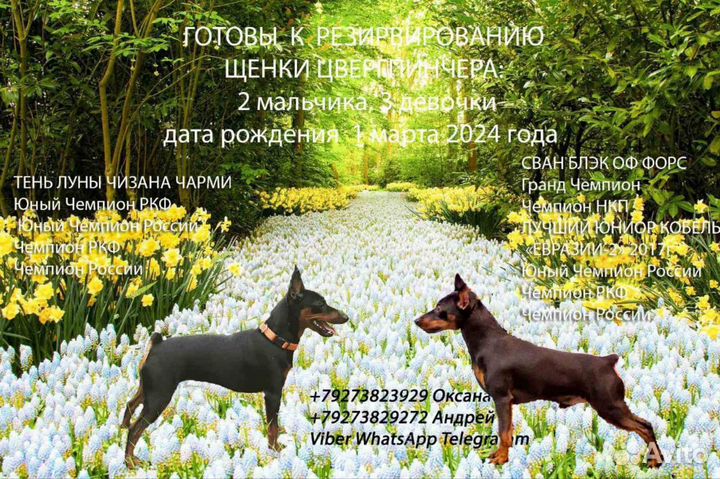 Щенки цвергпинчера