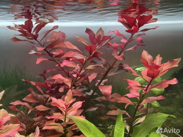 Растения для аквариума