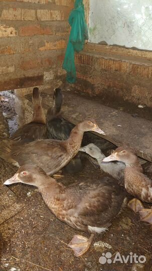 Мускусные утки тяжелые линии