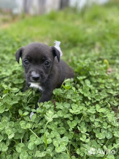 Щенок в добрые руки