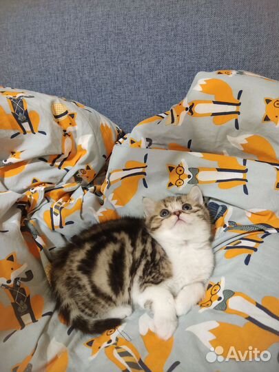 Кошки шотландцы