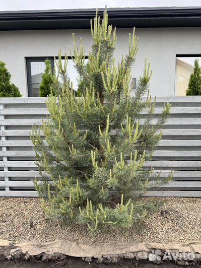 Сосна обыкновенная