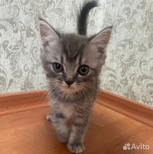 Кошка британская шиншилла