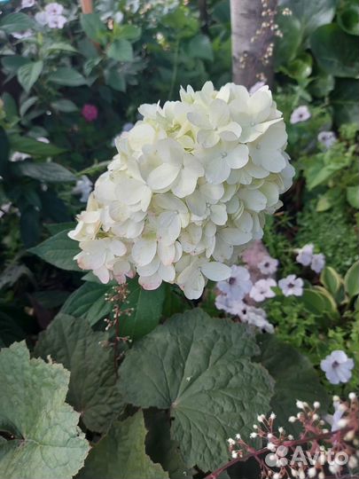 Блади Мэри(Bloody Marie) - Бонфаер