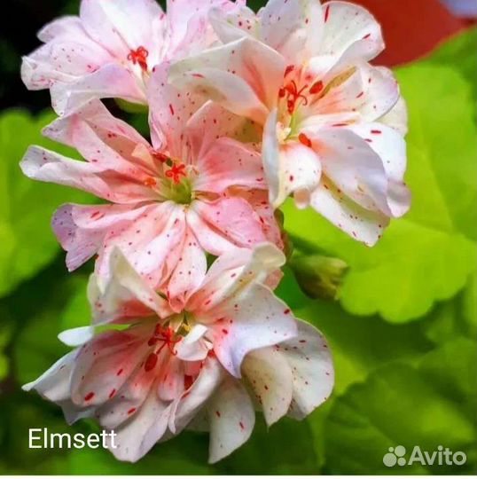 Пеларгония пестролистная и золотолистная