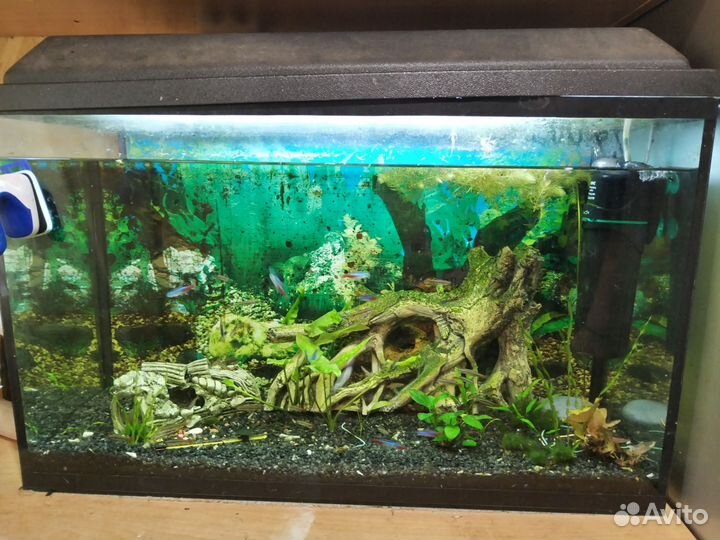 Аквариум с рыбками