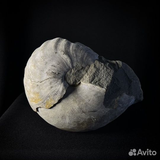 Наутилус Cymatoceras окаменелость ископаемое