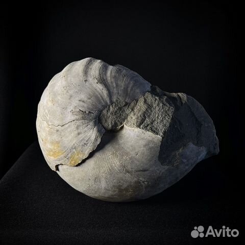 Наутилус Cymatoceras окаменелость ископаемое