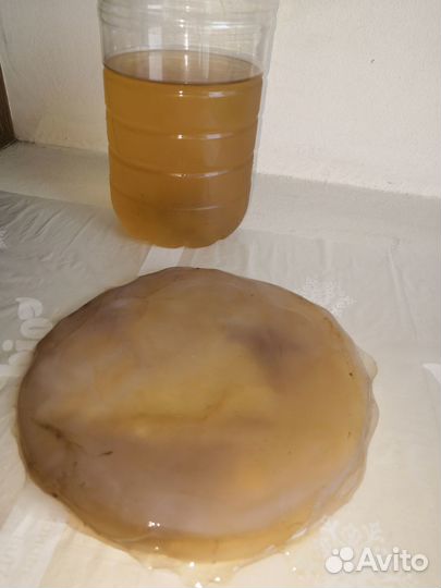 Чайный гриб комбуча