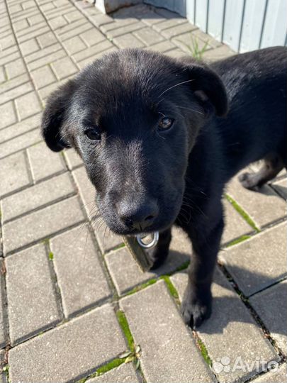 Маленькая собака