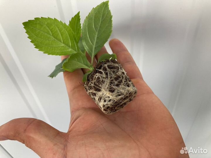 Гортензия саженцы