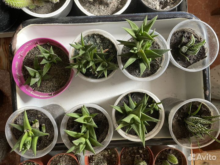 Рассада цветов