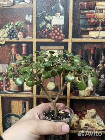 Аихризон (дерево любови)