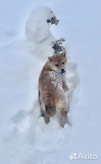 Щенки сиба